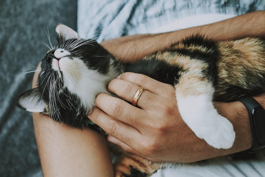 fuzzyrescue-cat-4778387_1920